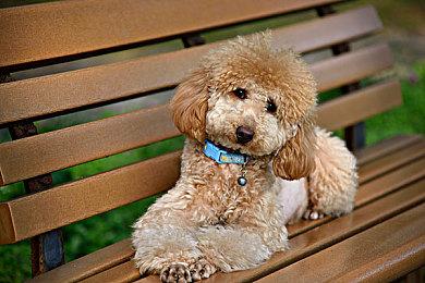 《对马岛之鬼》续作《羊蹄山之鬼》2025年发售